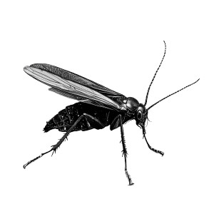 Sideview Insect Vinyl Car Decal Sticker – Waterproof & UV-Resistant 8"