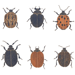 Beetles Vinyl Car Decal Sticker – Waterproof & UV-Resistant 8" Beetles Vinyl Car Decal Sticker – Waterproof & UV-Resistant 8"