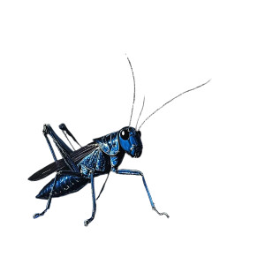 Indigo Cricket Vinyl Car Decal Sticker – Waterproof & UV-Resistant 8"