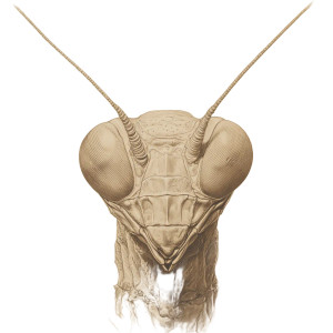 Mantis Head Drawing Vinyl Car Decal Sticker – Waterproof & UV-Resistant 8"