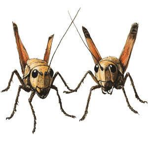 Crickets Vinyl Car Decal Sticker – Waterproof & UV-Resistant 8" Crickets Vinyl Car Decal Sticker – Waterproof & UV-Resistant 8"