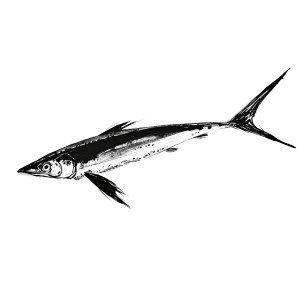 Black Ink Garfish Vinyl Car Decal Sticker – Waterproof & UV-Resistant 8"