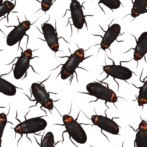 Cockroach Texture Vinyl Car Decal Sticker – Waterproof & UV-Resistant 8"