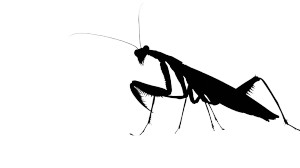 Silhouette Mantis Vinyl Car Decal Sticker – Waterproof & UV-Resistant 8" Silhouette Mantis Vinyl Car Decal Sticker – Waterproof & UV-Resistant 8"