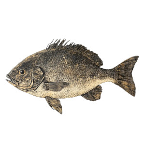 Black Porgy Vinyl Car Decal Sticker – Waterproof & UV-Resistant 8"