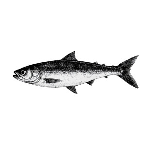 Abstract Sardine Vinyl Car Decal Sticker – Waterproof & UV-Resistant 8" Abstract Sardine Vinyl Car Decal Sticker – Waterproof & UV-Resistant 8"
