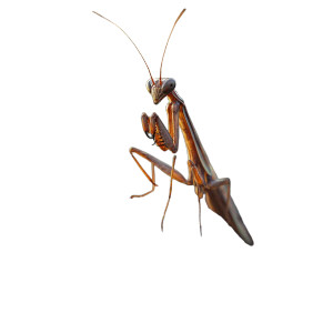 Photorealistic Preying Mantis Vinyl Car Decal Sticker – Waterproof & UV-Resistant 8" Photorealistic Preying Mantis Vinyl Car Decal Sticker – Waterproof & UV-Resistant 8"