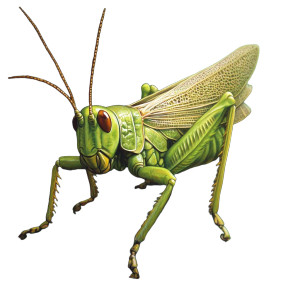 Grasshopper V2 Vinyl Car Decal Sticker – Waterproof & UV-Resistant 8"