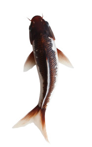 Singular Swimming Koi Vinyl Car Decal Sticker – Waterproof & UV-Resistant 8"