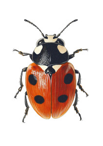 Academic Ladybird Drawing Vinyl Car Decal Sticker – Waterproof & UV-Resistant 8"