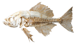 Fish Bone Specimen Vinyl Car Decal Sticker – Waterproof & UV-Resistant 8"