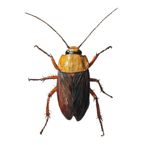 Cockroach V2 Vinyl Car Decal Sticker – Waterproof & UV-Resistant 8"