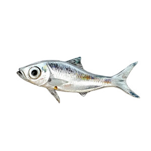 Silver Sardine Fish Vinyl Car Decal Sticker – Waterproof & UV-Resistant 8" Silver Sardine Fish Vinyl Car Decal Sticker – Waterproof & UV-Resistant 8"