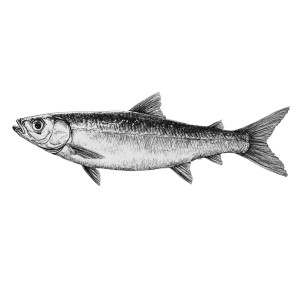 Sardine Drawing Vinyl Car Decal Sticker – Waterproof & UV-Resistant 8"