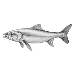 Realistic Smelt Sketch Vinyl Car Decal Sticker – Waterproof & UV-Resistant 8"
