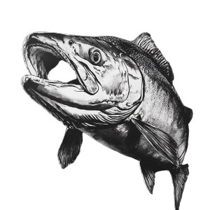 King Salmon Drawing Vinyl Car Decal Sticker – Waterproof & UV-Resistant 8"