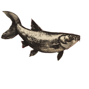 Communist Carp Vinyl Car Decal Sticker – Waterproof & UV-Resistant 8" Communist Carp Vinyl Car Decal Sticker – Waterproof & UV-Resistant 8"