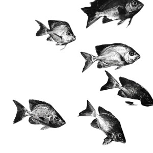 Realistic Sea Fishes Vinyl Car Decal Sticker – Waterproof & UV-Resistant 8"