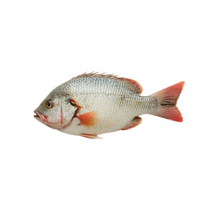 Fresh Tilapia Vinyl Car Decal Sticker – Waterproof & UV-Resistant 8"