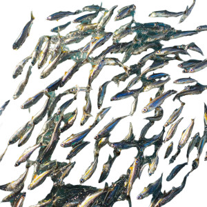 Shiny Fish Swarm Vinyl Car Decal Sticker – Waterproof & UV-Resistant 8" Shiny Fish Swarm Vinyl Car Decal Sticker – Waterproof & UV-Resistant 8"