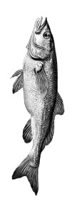 Hyperrealistic Seabass Vinyl Car Decal Sticker – Waterproof & UV-Resistant 8" Hyperrealistic Seabass Vinyl Car Decal Sticker – Waterproof & UV-Resistant 8"