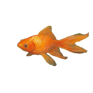 Goldfish In Water Vinyl Car Decal Sticker – Waterproof & UV-Resistant 8" Goldfish In Water Vinyl Car Decal Sticker – Waterproof & UV-Resistant 8"