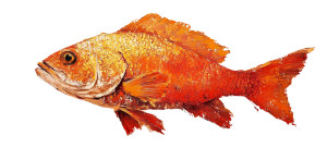 Red Sea Bream Vinyl Car Decal Sticker – Waterproof & UV-Resistant 8"