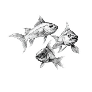 Swimming Fishes Sketch Vinyl Car Decal Sticker – Waterproof & UV-Resistant 8" Swimming Fishes Sketch Vinyl Car Decal Sticker – Waterproof & UV-Resistant 8"