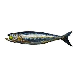 Sardine With Pea Vinyl Car Decal Sticker – Waterproof & UV-Resistant 8"