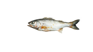 Fish On Plate Vinyl Car Decal Sticker – Waterproof & UV-Resistant 8"