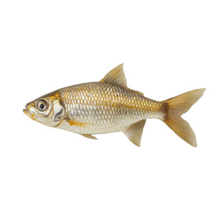 Detailed Lone Fish Vinyl Car Decal Sticker – Waterproof & UV-Resistant 8"