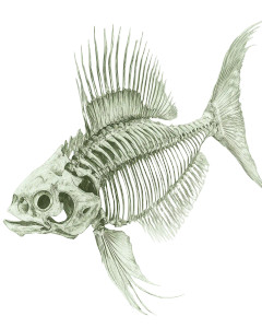 Fish Skeleton Art Vinyl Car Decal Sticker – Waterproof & UV-Resistant 8"