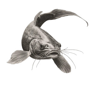 Channel Catfish Illusion Vinyl Car Decal Sticker – Waterproof & UV-Resistant 8"