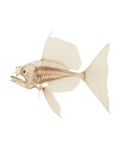 Translucent Fish Anatomy Vinyl Car Decal Sticker – Waterproof & UV-Resistant 8"