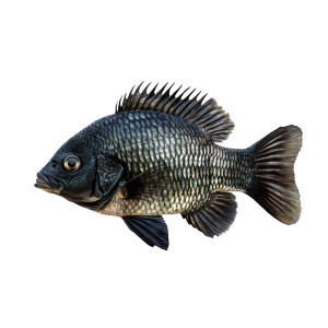 Black Chin Tilapia Vinyl Car Decal Sticker – Waterproof & UV-Resistant 8"