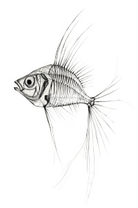 Minimalist Fish Sketch Vinyl Car Decal Sticker – Waterproof & UV-Resistant 8" Minimalist Fish Sketch Vinyl Car Decal Sticker – Waterproof & UV-Resistant 8"