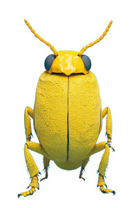 Giant Yellow Sulphur Beetle Vinyl Car Decal Sticker – Waterproof & UV-Resistant 8"