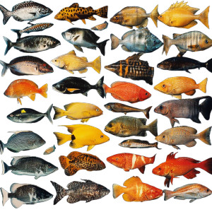 Fish Display Vinyl Car Decal Sticker – Waterproof & UV-Resistant 8"