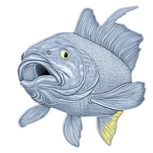 A Carp Vinyl Car Decal Sticker – Waterproof & UV-Resistant 8" A Carp Vinyl Car Decal Sticker – Waterproof & UV-Resistant 8"