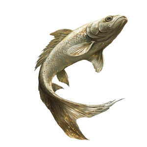 Fantasy Silver Fish Vinyl Car Decal Sticker – Waterproof & UV-Resistant 8"