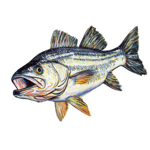 Striped Bass Illustration Vinyl Car Decal Sticker – Waterproof & UV-Resistant 8" Striped Bass Illustration Vinyl Car Decal Sticker – Waterproof & UV-Resistant 8"