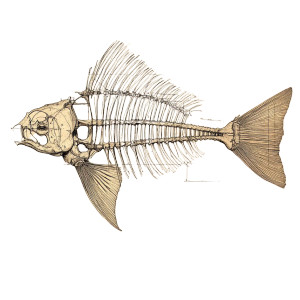 Da Vinci'S Fish Blueprint Vinyl Car Decal Sticker – Waterproof & UV-Resistant 8"