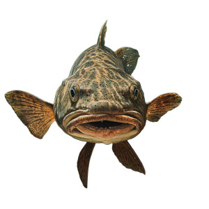 Underwater Catfish Scene Vinyl Car Decal Sticker – Waterproof & UV-Resistant 8"