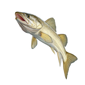 Leaping Snook Vinyl Car Decal Sticker – Waterproof & UV-Resistant 8" Leaping Snook Vinyl Car Decal Sticker – Waterproof & UV-Resistant 8"