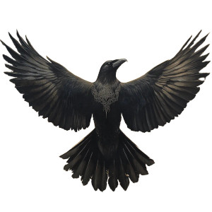 Nordic Raven Symbol Vinyl Car Decal Sticker – Waterproof & UV-Resistant 8" Nordic Raven Symbol Vinyl Car Decal Sticker – Waterproof & UV-Resistant 8"