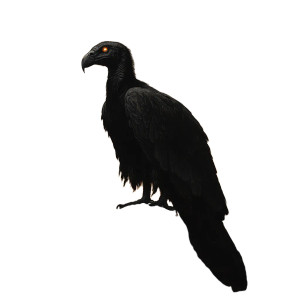 Black Vulture Silhouette Vinyl Car Decal Sticker – Waterproof & UV-Resistant 8"