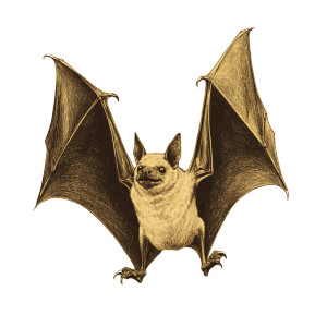 Illustrative Sepia Bat Vinyl Car Decal Sticker – Waterproof & UV-Resistant 8"