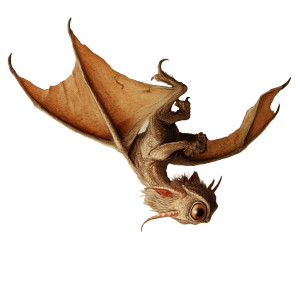 Upside Down Dragon Vinyl Car Decal Sticker – Waterproof & UV-Resistant 8" Upside Down Dragon Vinyl Car Decal Sticker – Waterproof & UV-Resistant 8"