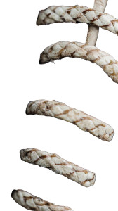 Football Lace Close-Up Vinyl Car Decal Sticker – Waterproof & UV-Resistant 8" Football Lace Close-Up Vinyl Car Decal Sticker – Waterproof & UV-Resistant 8"