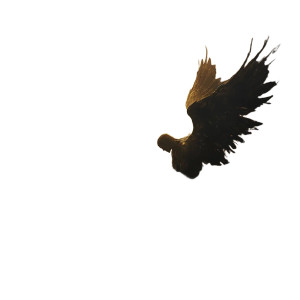 Fallen Angel Night Vinyl Car Decal Sticker – Waterproof & UV-Resistant 8"